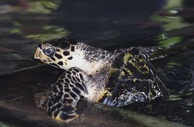 Turtle hatchery visit