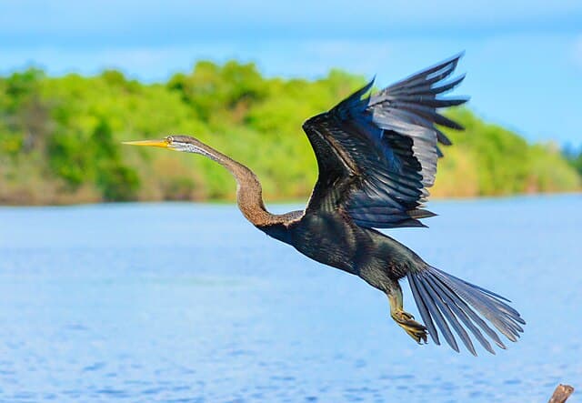 Negombo Lagoon boat ride