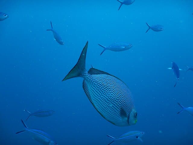 Snorkeling in Unawatuna