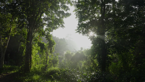 Sinharaja Rainforest Walk