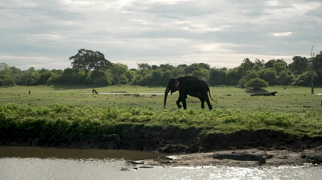 Udawalawe Elephant Safari