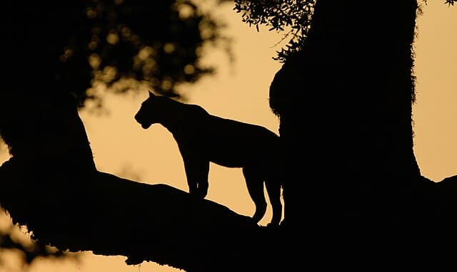 Night Safari — Yala