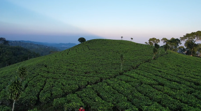 Tea estate roads