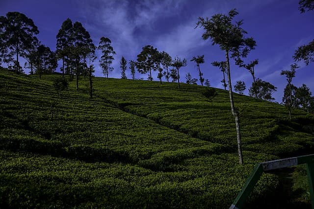 Tea estates around Haputale