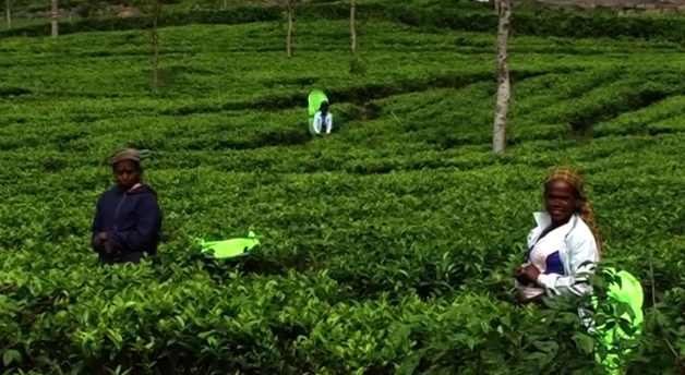Dambatenne Tea Factory