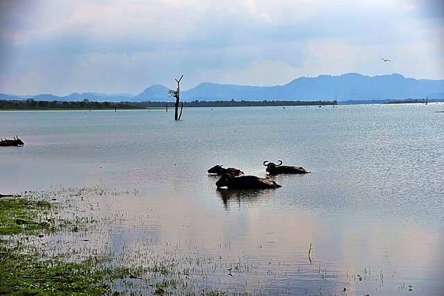 Udawalawe Reservoir