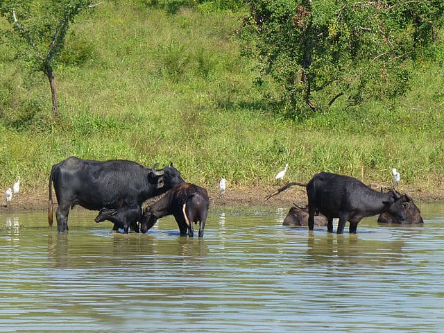 Buffalo near a waterhole