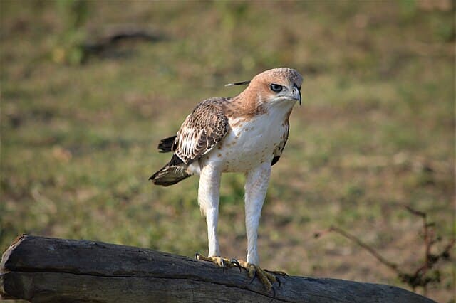 Birdlife in Udawalawe