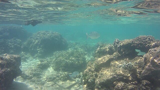 Snorkeling in the reef