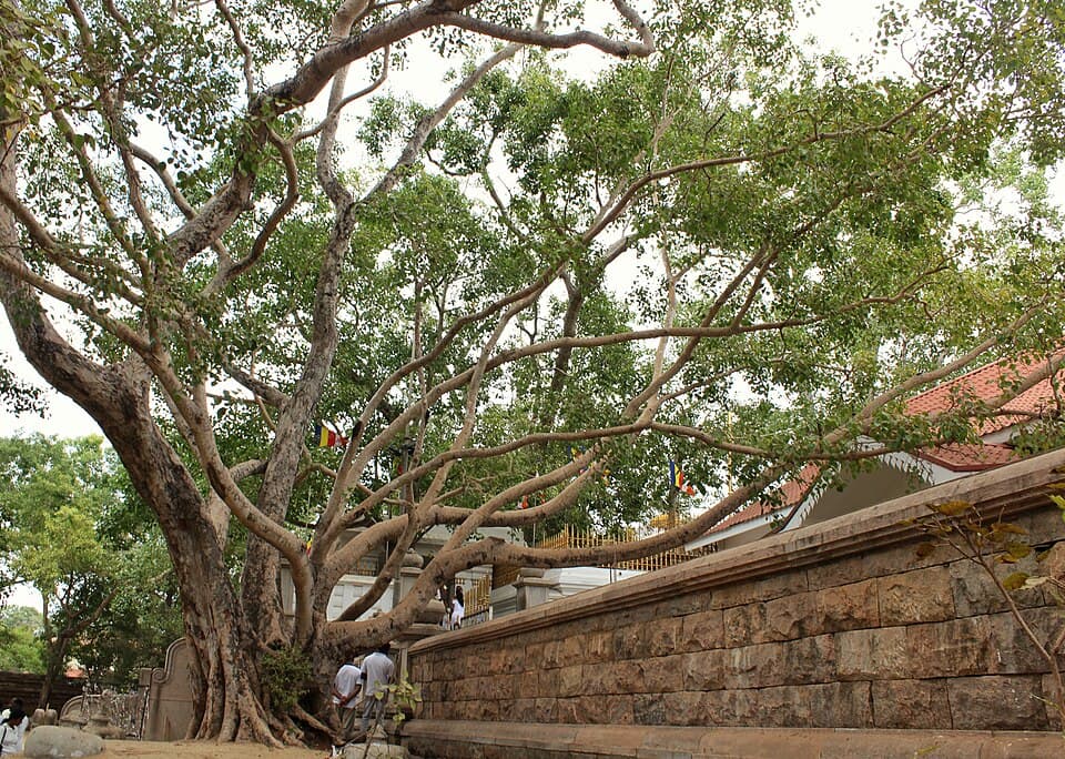 Sri Maha Bodhi sacred tree