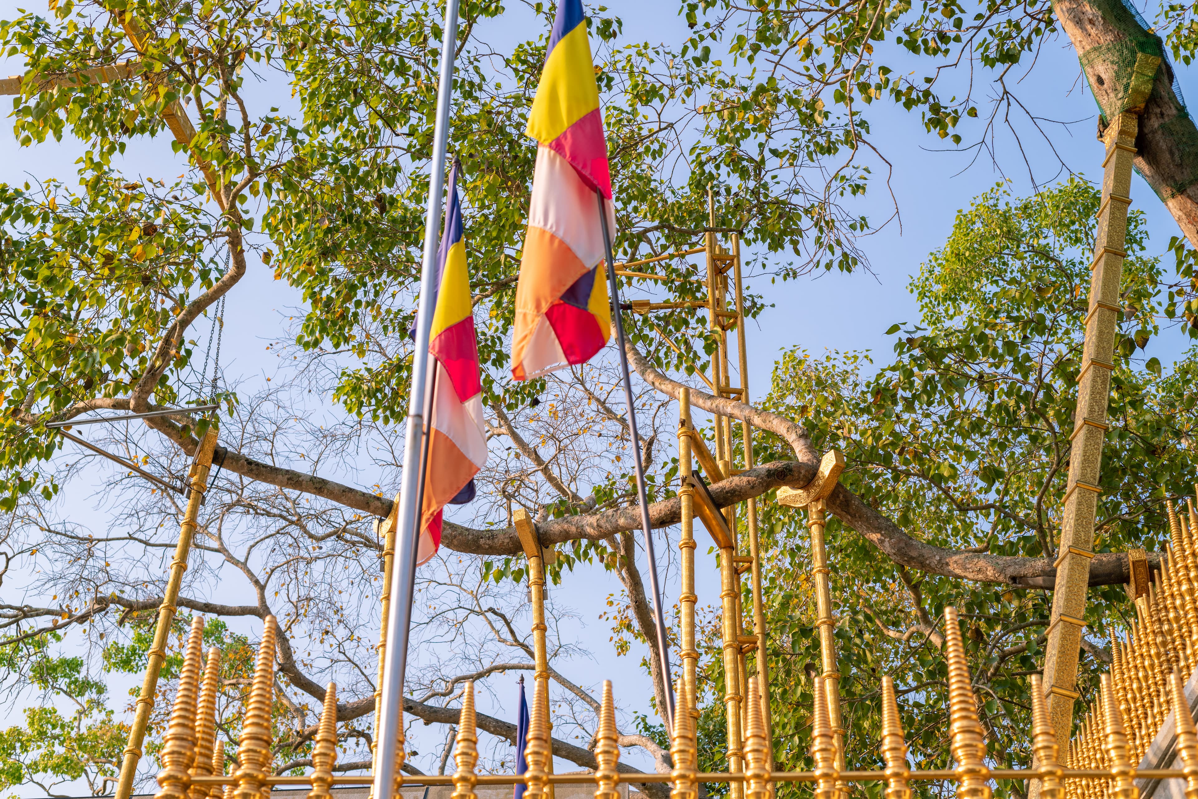 Sri Maha Bodhi