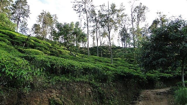 Tea estate trail