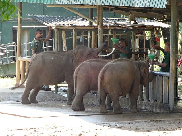 Elephant transit home