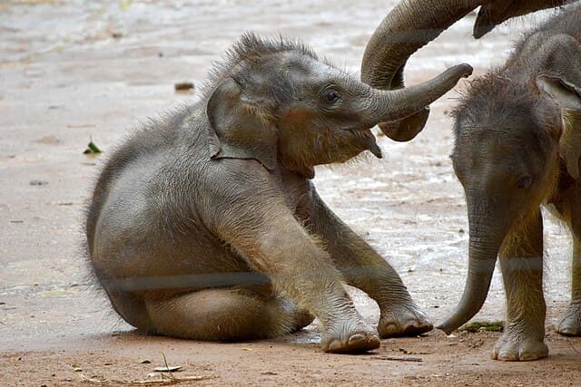 Orphaned elephants
