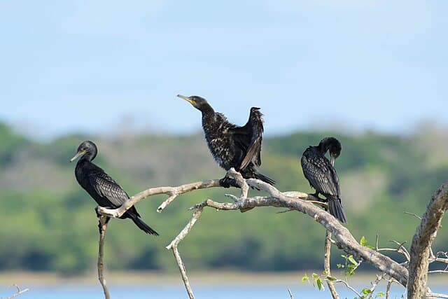 Birdwatching
