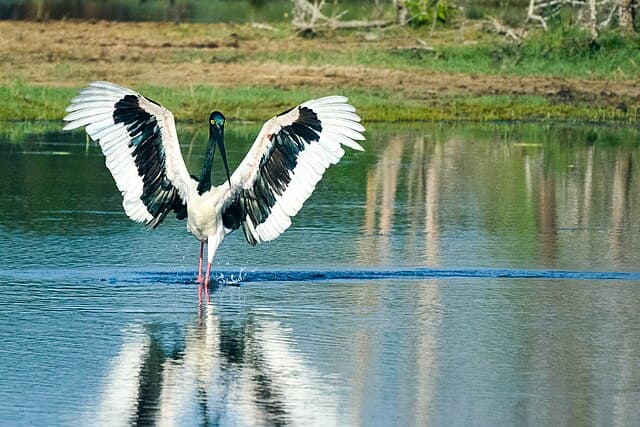 Water birds