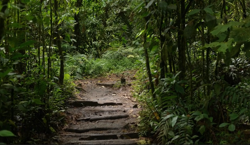 Rainforest trail