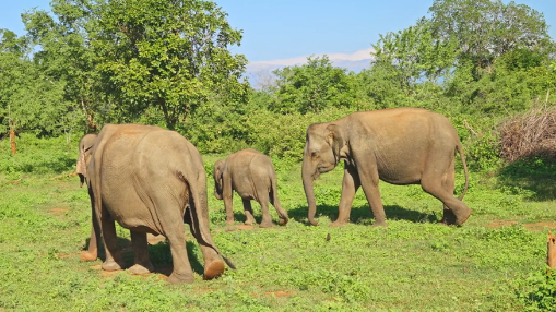Elephants in Udawalawe