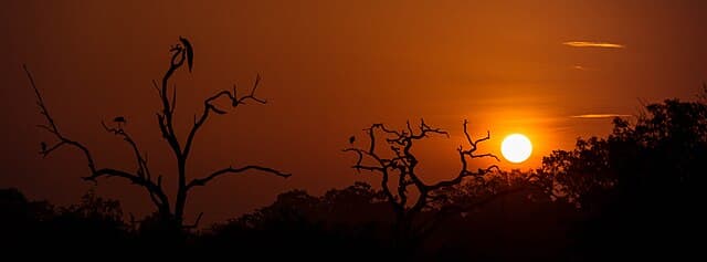 Yala at night
