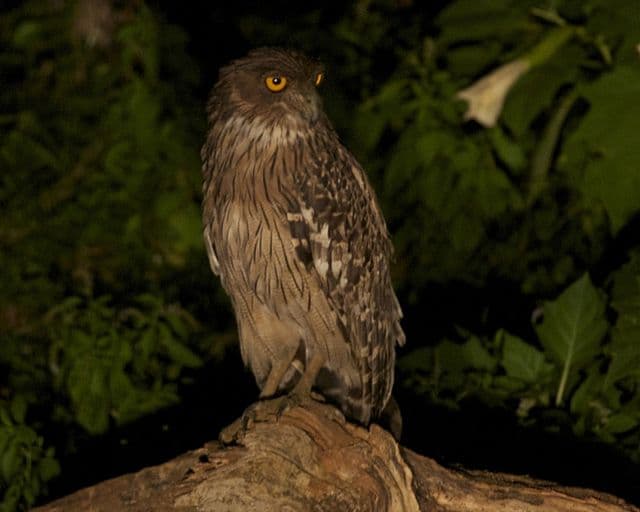 Owl sighting