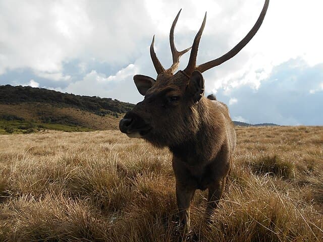 Horton Plains landscape