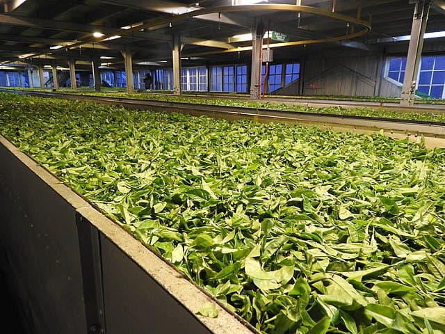 Tea factory visit