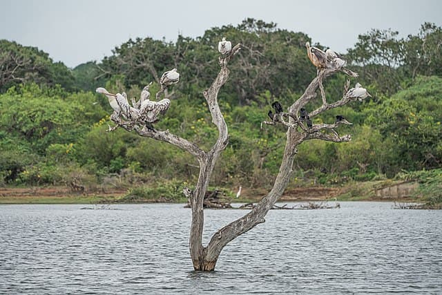 Bundala lagoon