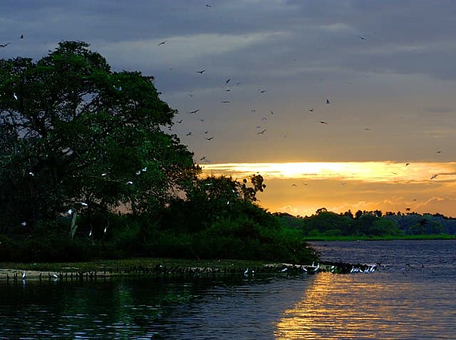 Wetland birds