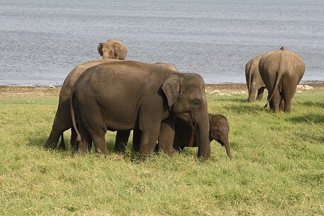 Elephants at Minneriya