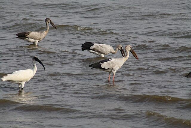 Birdlife in Minneriya