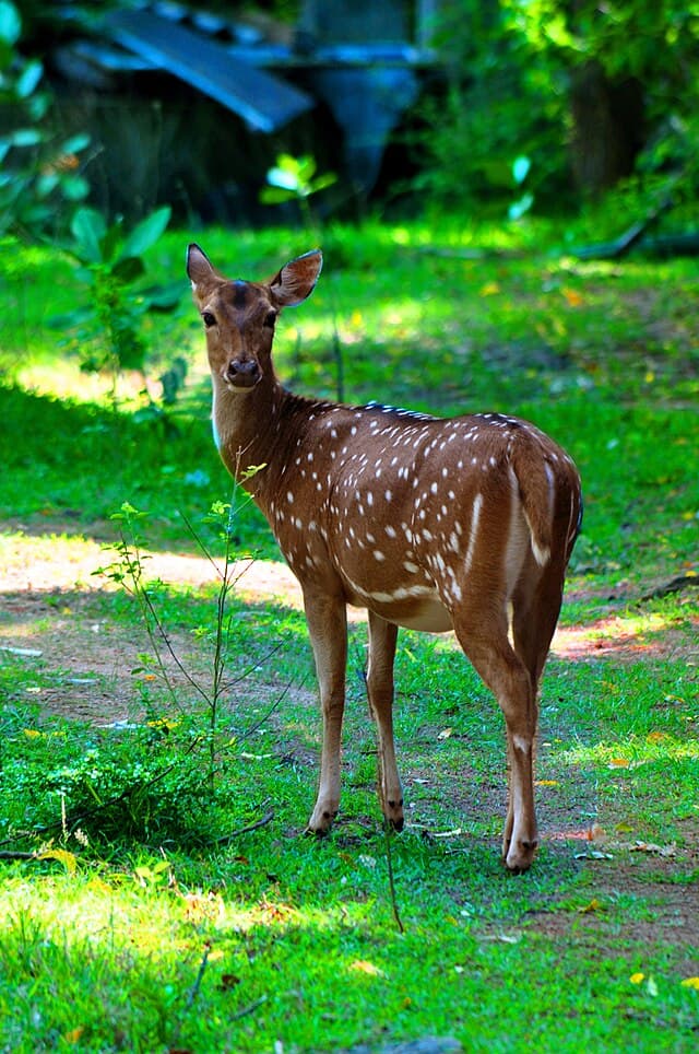 Spotted deer near the forest edge