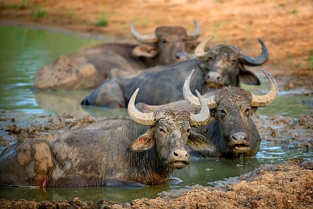 Yala lagoons and wetlands